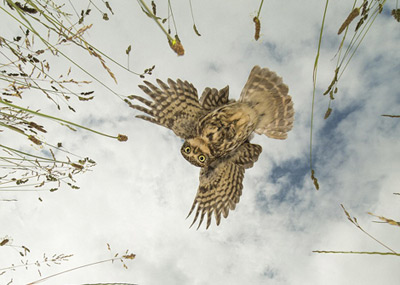 一条“蠕虫”被猎杀前的最后视觉