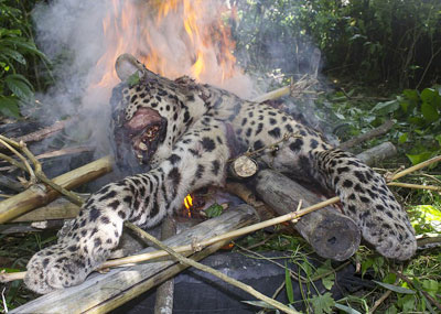 豹子伤了5名村民 被打死焚尸