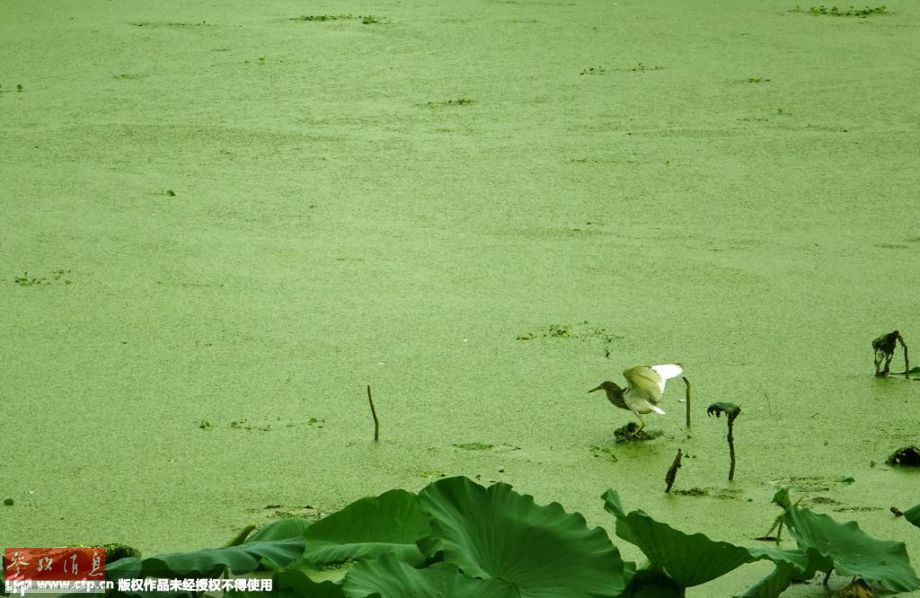 西流湖浮萍疯长图片_WWW.66152.COM