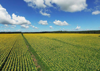 为纪念亡妻,他种了7公里的向日葵