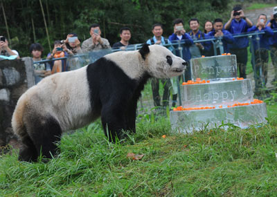 它是世上最老的熊猫