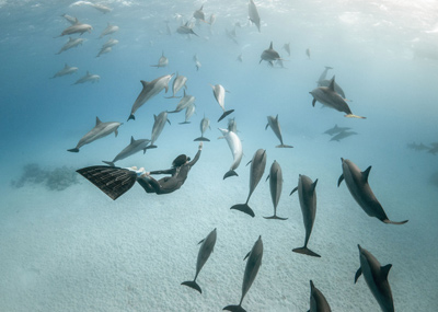 潜水员和动物水中嬉戏