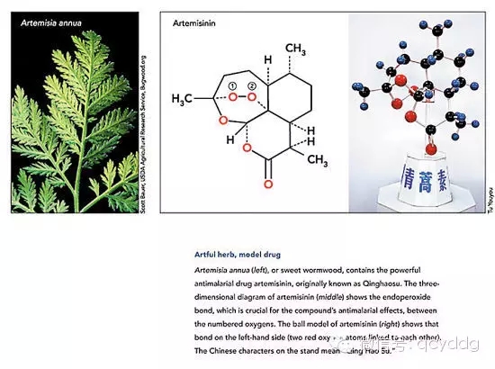 青蒿及青蒿素分子式