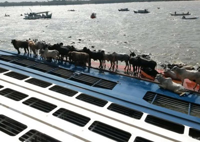 巴西运牛船倾覆 5000头牛落水