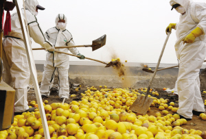 天津检验检疫人员销毁20吨进口水果 图片 69k