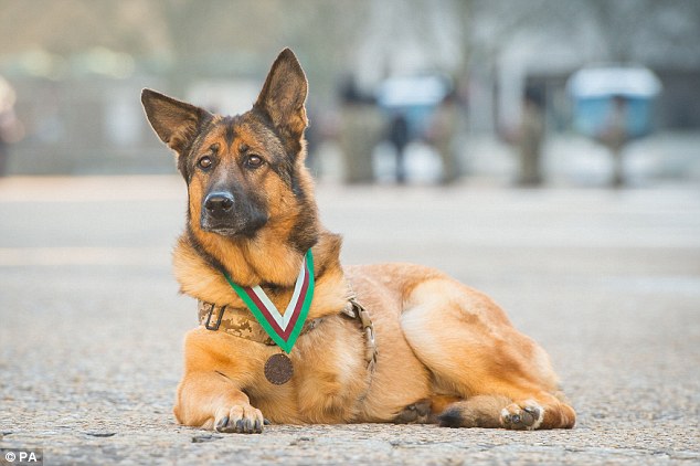 三条腿的美国军犬获得军功勋章