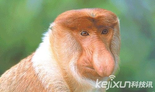 世界罕见动物大全 rdn_53e6b2d92db7e.jpg