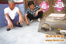 滨州：别人叫我小怪物其实我叫猪獾