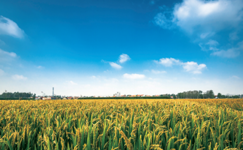 山东试点新型农村合作金融 为国家批准唯一试