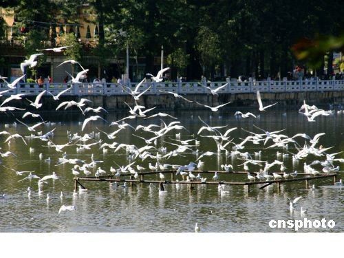 收入证明_昆明收入水平(2)