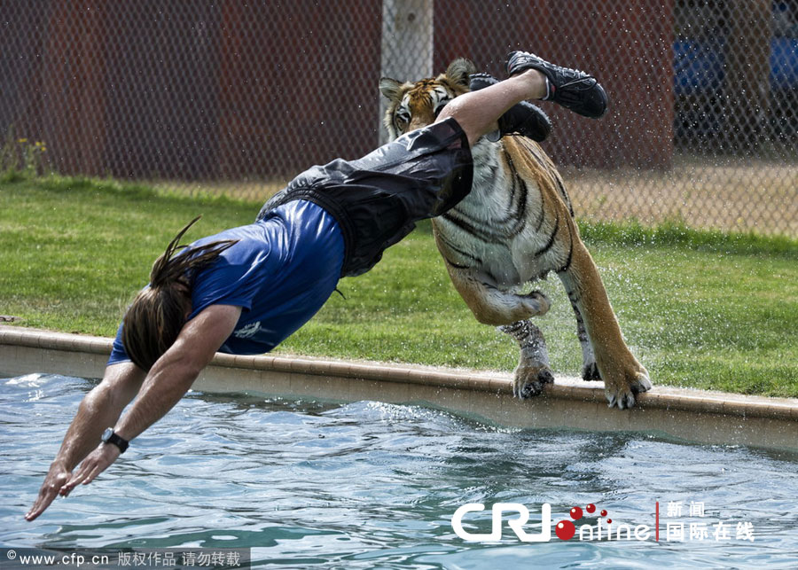 饲养员跳水老虎在后 美国动物园上演惊险一幕