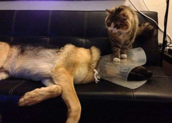 哈士奇店外打劫路人:快给大爷买热狗 盘点宠物