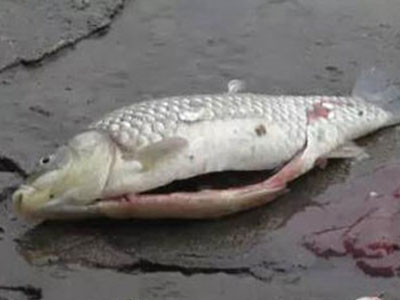 鱼内脏被爆炸震碎 勘探队表示愿意赔偿乡亲满