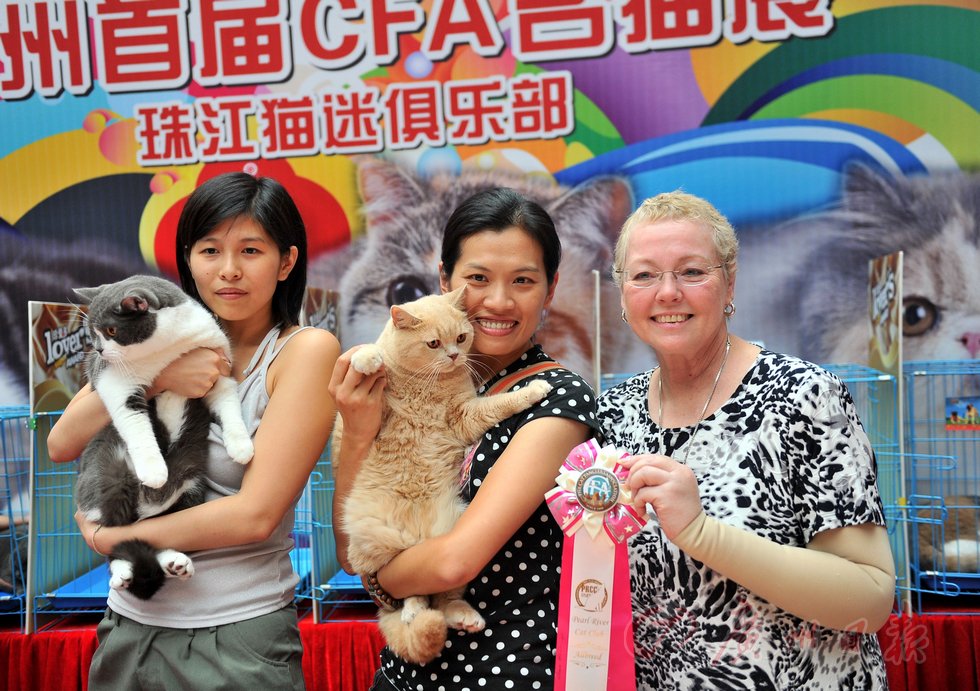广州首届cfa国际猫展