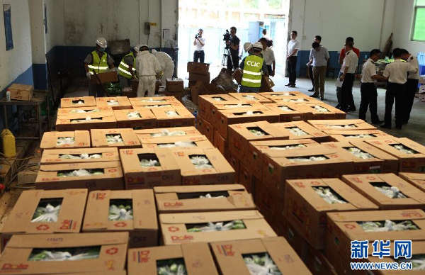 深圳销毁61吨菲律宾香蕉 新菠萝灰粉蚧入境将