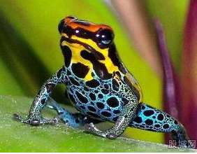 北京查获箭毒蛙毒液可杀10人 国检局进境邮包