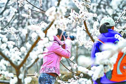 济南平阴东阿县贾庄村杏花艺术节为期5天