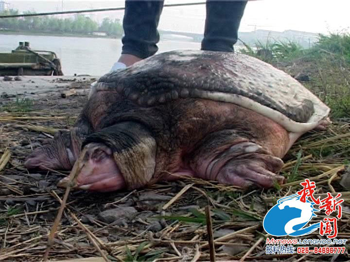 南京渔民捕获巨型野生甲鱼 脸盆大小