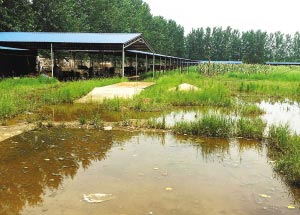 徐州 | 暴雨突袭村庄 一养殖户被淹死5000多只