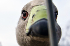 亚努科维奇的私人动物园