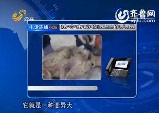 济宁市动物园工作人员鉴定，这个动物应该是变异犬。