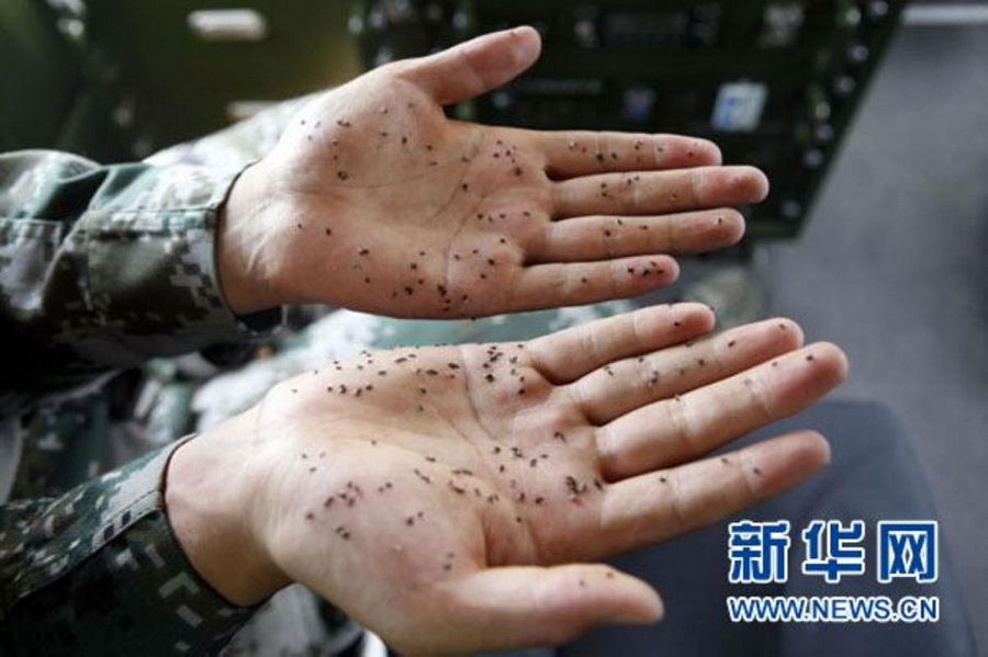 新疆边防连3天灭蚊6.5公斤 一巴掌拍死56蚊虫只