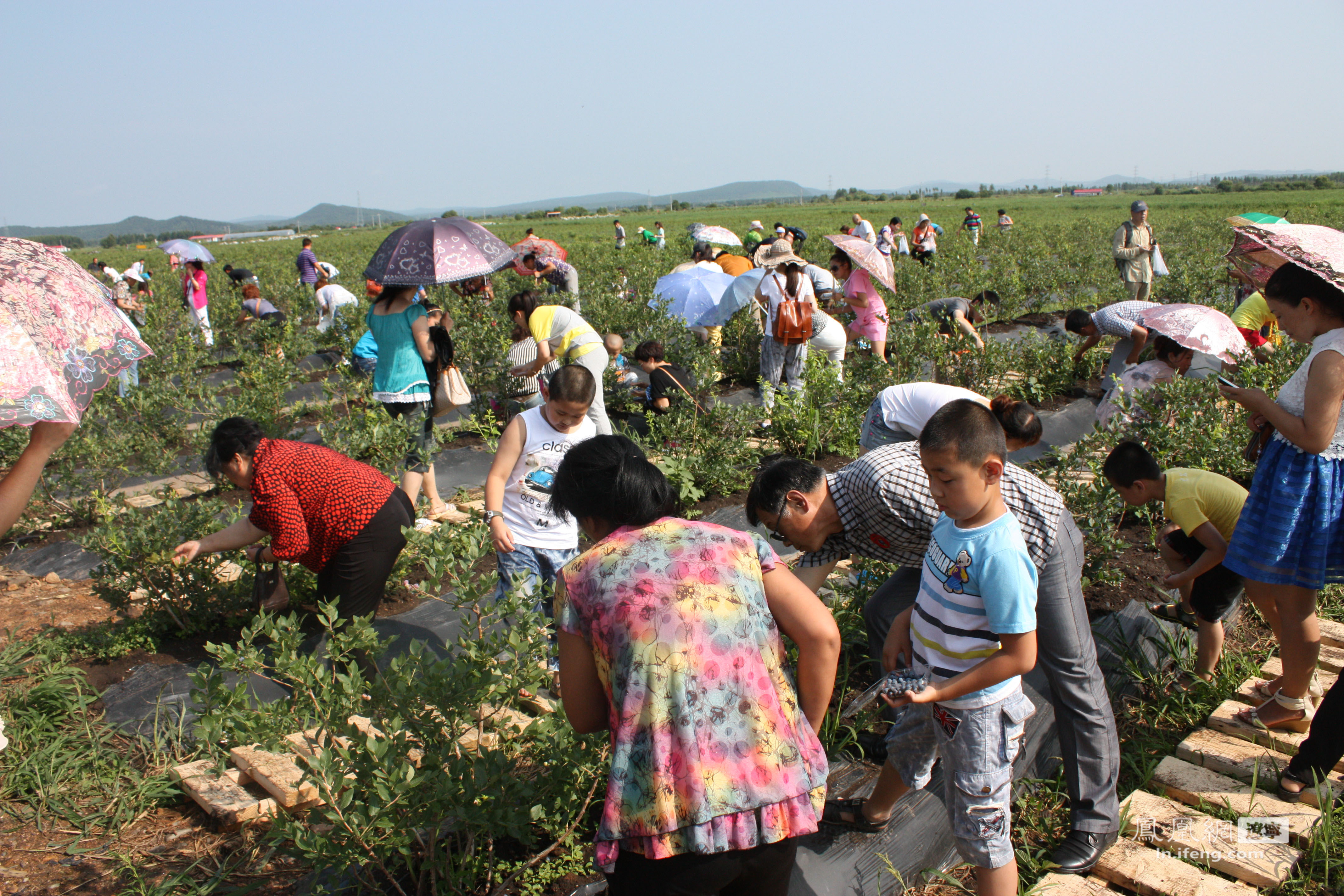 中国友好2013蓝莓采摘节开幕