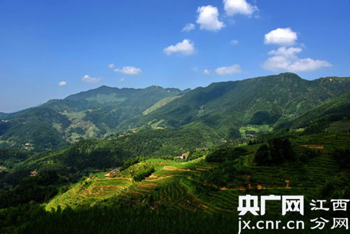 旅游 旅游动态  7月12日,江西省遂川县左安镇桃源村高山梯田里,禾苗绿