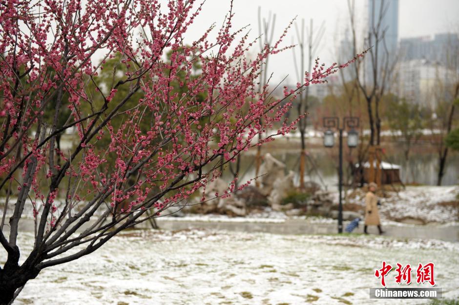 2月18日，武汉沙湖公园市民在梅花雪景前经过。受冷空气影响，湖北武汉降下今年第四场降雪，级别为中到大雪，强度比前三次都强。2月15日以来，中央气象台已连续第三天发布暴雪蓝色预警。当日中央气象台继续发布暴雪蓝色预警：预计，18日08时至19日08时，安徽中南部、湖北东部、湖南东北部、江西中北部、浙江西北部、云南东北部、贵州东部等地的部分地区有大雪，其中，湖北东南部、江西西北部和东北部、安徽南部、浙江西北部的局部地区有暴雪。中新社发

