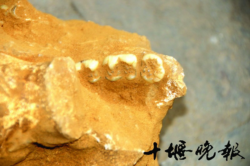 郧县柳陂发现古生物化石群。