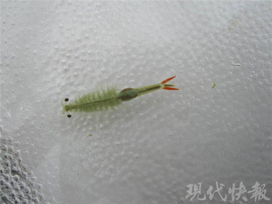 连云港一居民家中发现“仙女虾” 与恐龙同时代_江苏频道_凤凰网