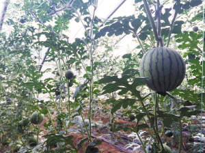 彩虹西瓜浙江卖100元一个 徐州20元却仍无人