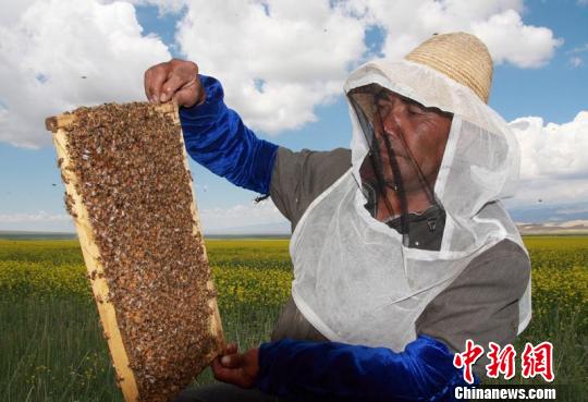 养蜂人_悬崖养蜂_养蜂人年收入(2)