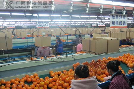 广西杨氏果业有限公司生产现场