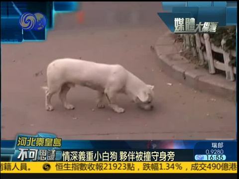 媒体大摄汇-凤凰卫视