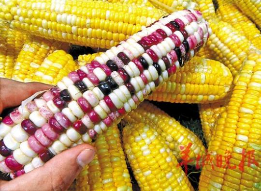 中国首次批准大规模进口转基因玉米_财经_凤凰网
