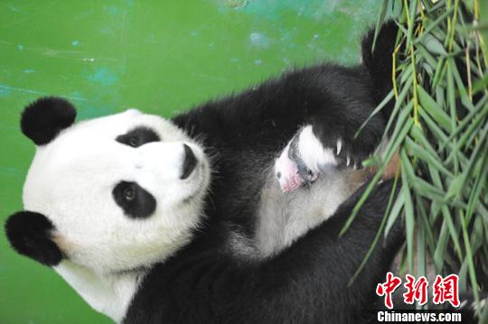 8月21日,记者探营华南地区首只大熊猫宝宝,虽然只出生22天尚未满月,这只熊猫宝宝已黑白分明、体型较出生时增加了4倍。 刘卫勇 摄 中新网广州8月21日电(王华 晓丹)8月21日,记者首次探营华南地区首只大熊猫宝宝,虽然只出生22天,这只熊猫宝宝已黑白分明、体型较出生时增加了4倍。 大熊猫妈妈梅清于7月31日凌晨00:55分在长隆野生动物世界顺利产下熊猫幼仔。这是在广东省出生的首只大熊猫,也是首只在华南地区诞生的大熊猫。 与刚出生时全身呈粉红色的小模样相比,这只熊猫宝宝如今形象大变,脑袋大了一圈,黑眼