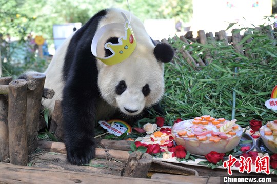 四川转云南大熊猫吃蛋糕庆祝留滇一周年
