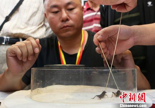 南京举办蟋蟀大赛 捉对厮杀趣味十足
