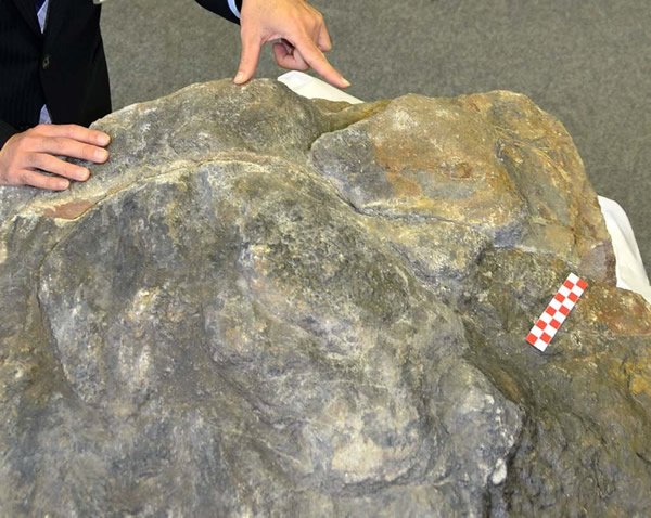 日本富山市发现甲龙足迹化石