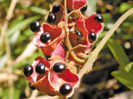 植物世界中 种子传播方式极具智慧|种子|一枝黄