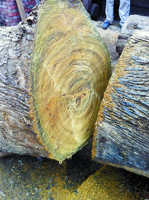 来自金丝楠木的诱惑