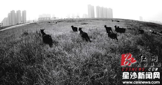 长沙县迎峰度冬及春节保电工作启动 今冬电力