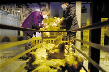 H10N8禽流感江西夺命|胡必杰|患者