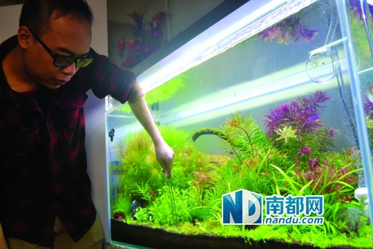 水草造景师 鱼缸美不美 全靠他当家|金鞭溪|瀑布