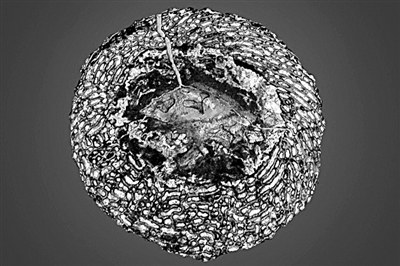 年度图片 透明大脑|通古斯|科学家