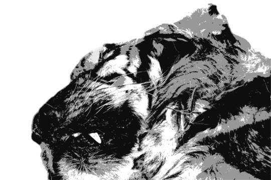 一夜之间,温州闹市区出现一具东北虎尸体的新闻,传遍浙江。