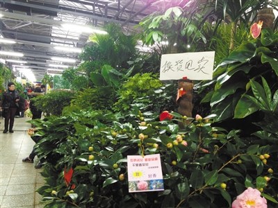 北京:政府国企订单少 高档花卉卖不动|种植户|大