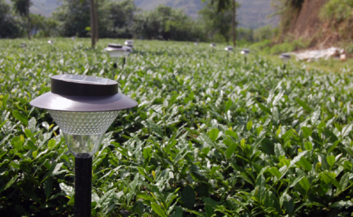 创新改革:福建绿腾生态名茶持续发展动力|生态