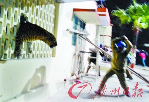 　　金钱豹穿越了住宅墙壁，与工作人员展开战斗。